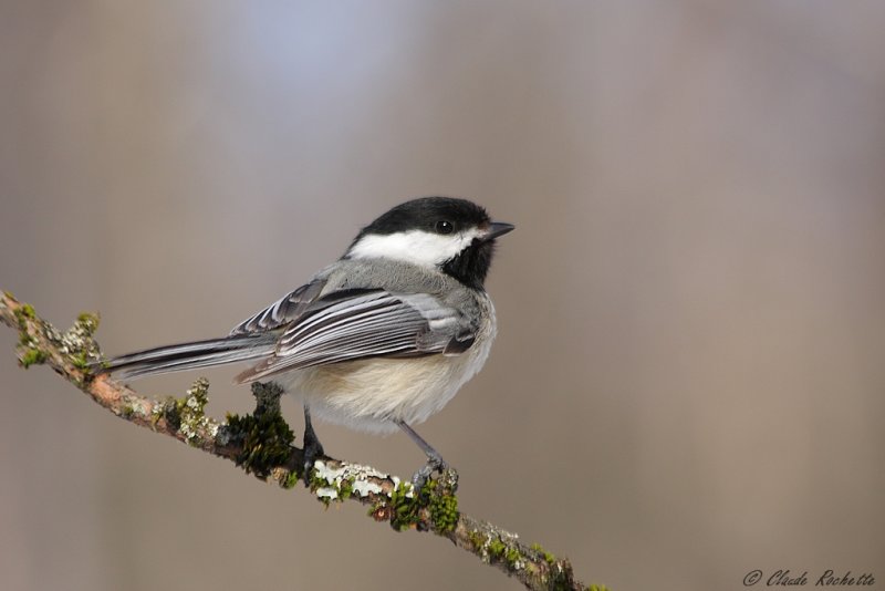 Msange  tte noire / Black-capped Chickadee