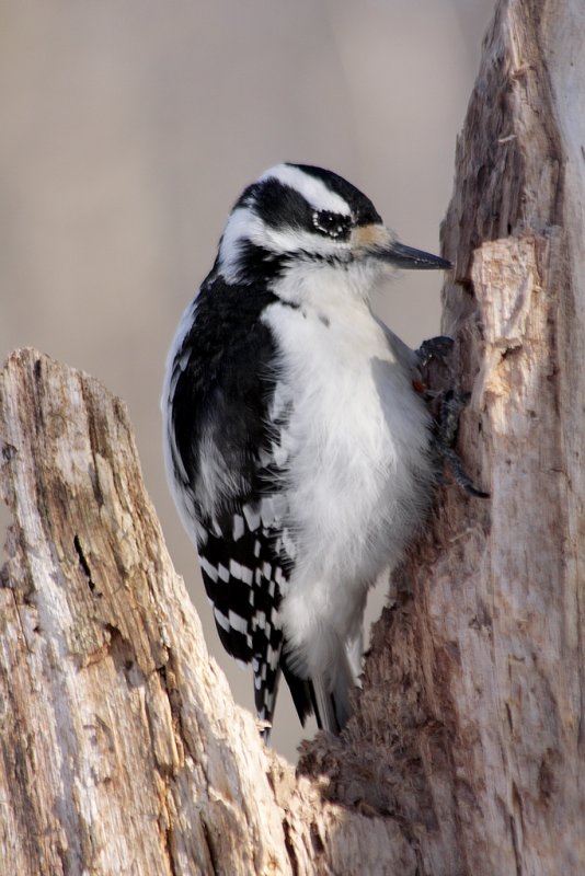 Pic chevelu / Hairy Woodpecker