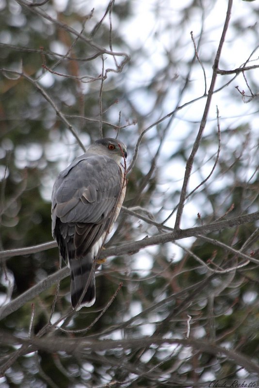 Épervier de Cooper / Cooper's Hawk