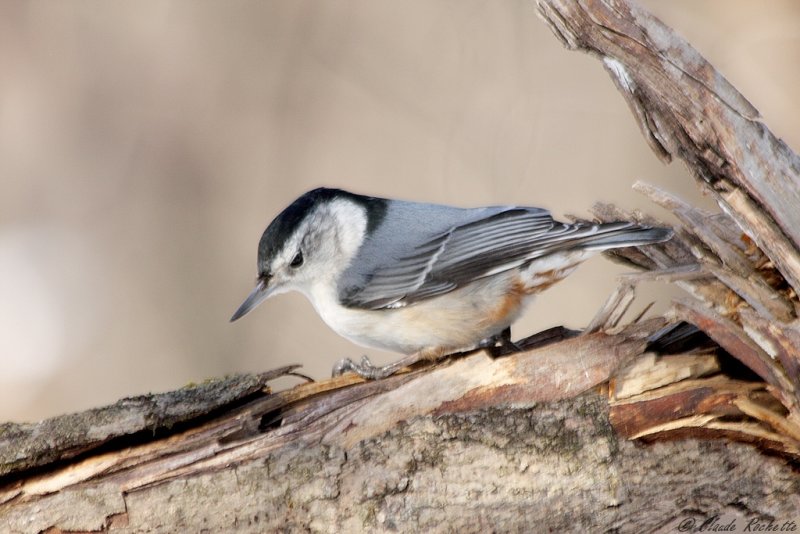 Sittelle à poitrine blanche / White-breasted Nuthatch