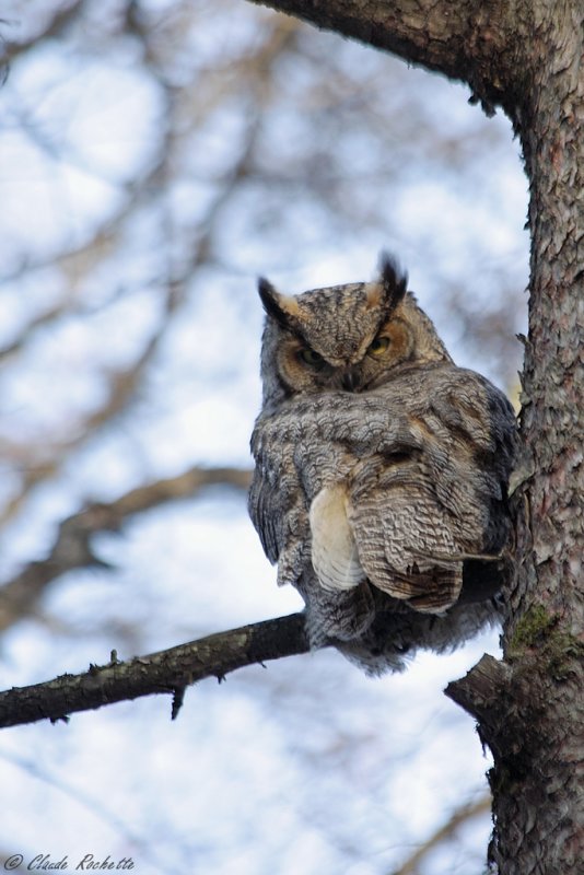 Grand-duc d'Amérique / Great Horned Owl