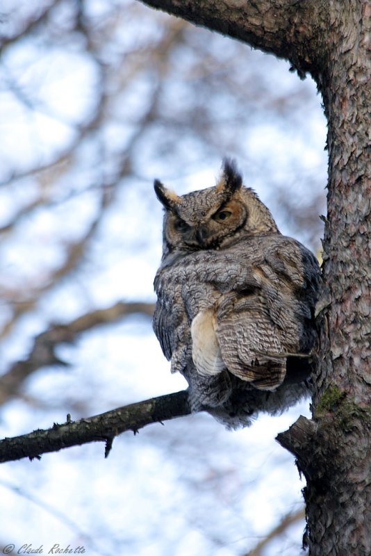 Grand-duc d'Amérique / Great Horned Owl
