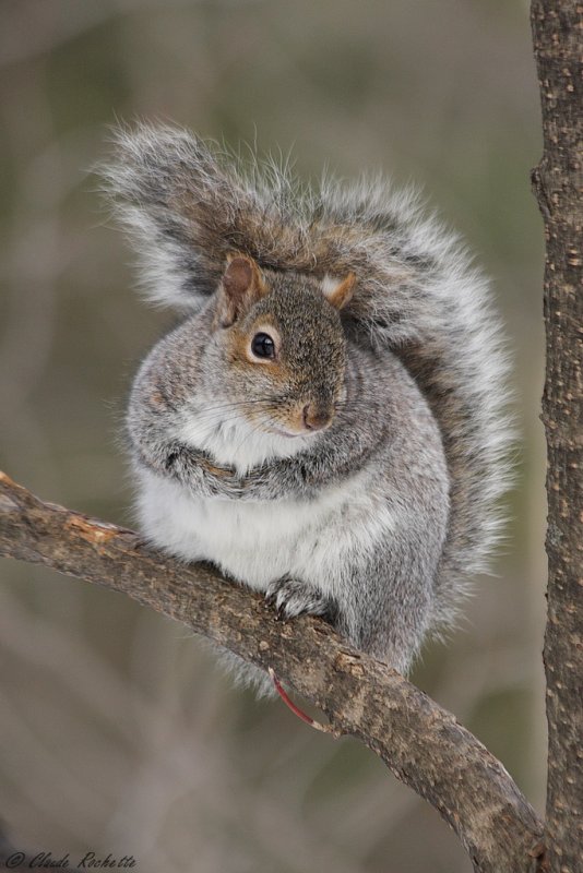 Écureuil gris / Eastern grey squirrel