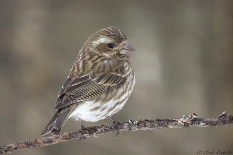 Roselin pourpr / Purple Finch