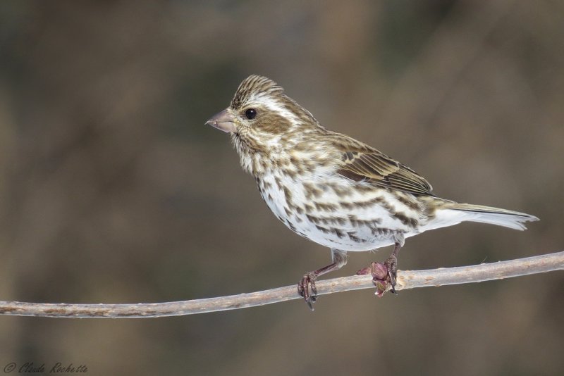 Roselin pourpr / Purple Finch