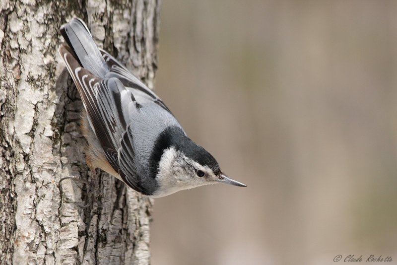Sittelle à poitrine blanche / White-breasted Nuthatch