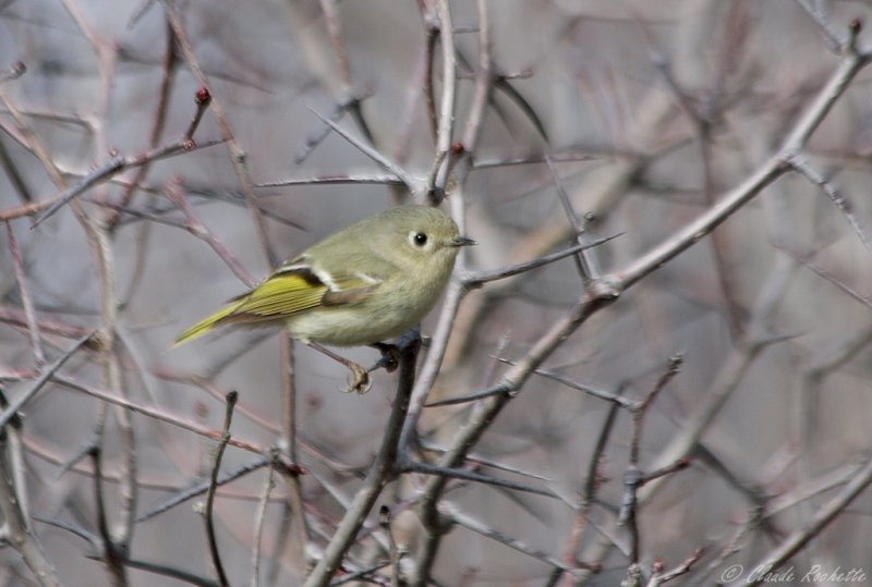 Roitelet  couronne rubis / Ruby-crowned Kinglet