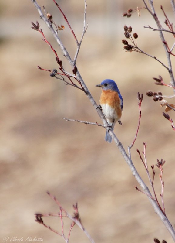 Merlebleu de l'Est / Eastern Bluebird