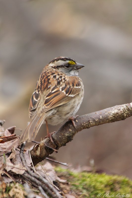 Bruant  gorge blanche / White-throated Sparrow