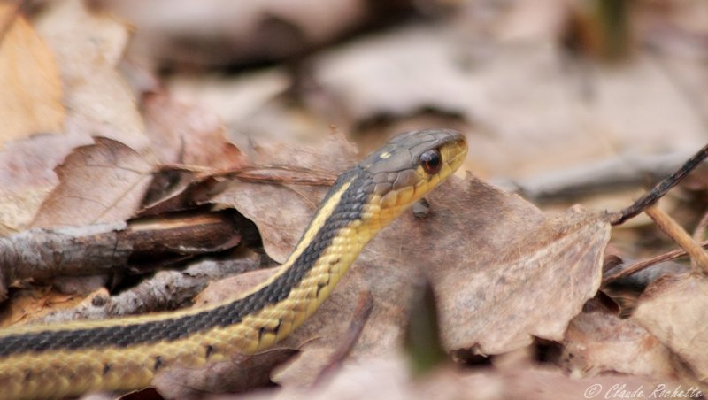 Couleuvre rayée / Common Garter Snake