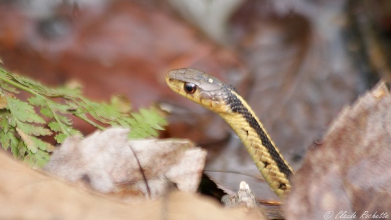 Couleuvre rayée / Common Garter Snake
