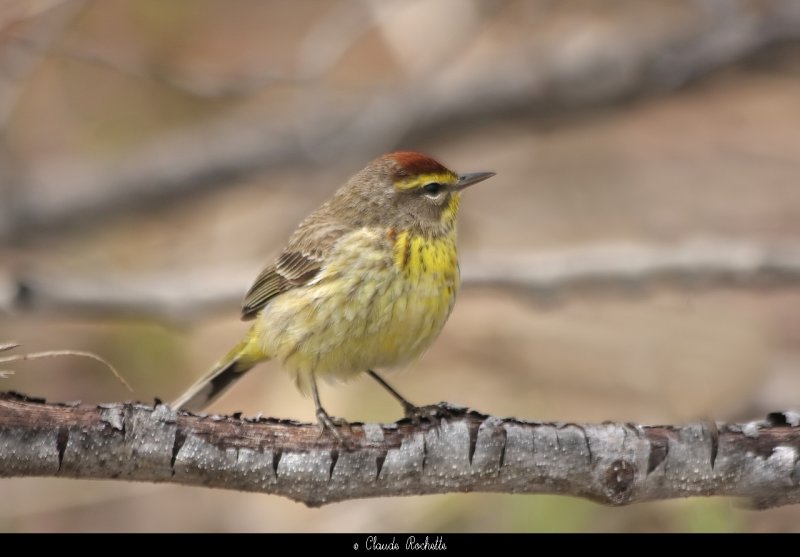 Paruline couronne rousse / Palm Warbler