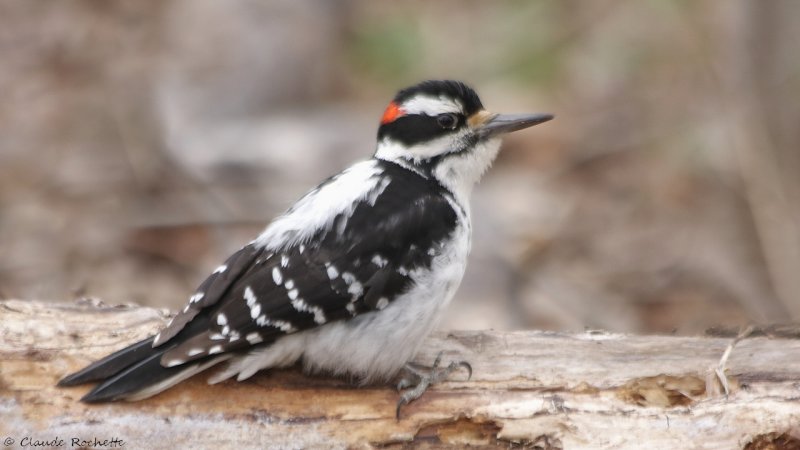 Pic chevelu / Hairy Woodpecker