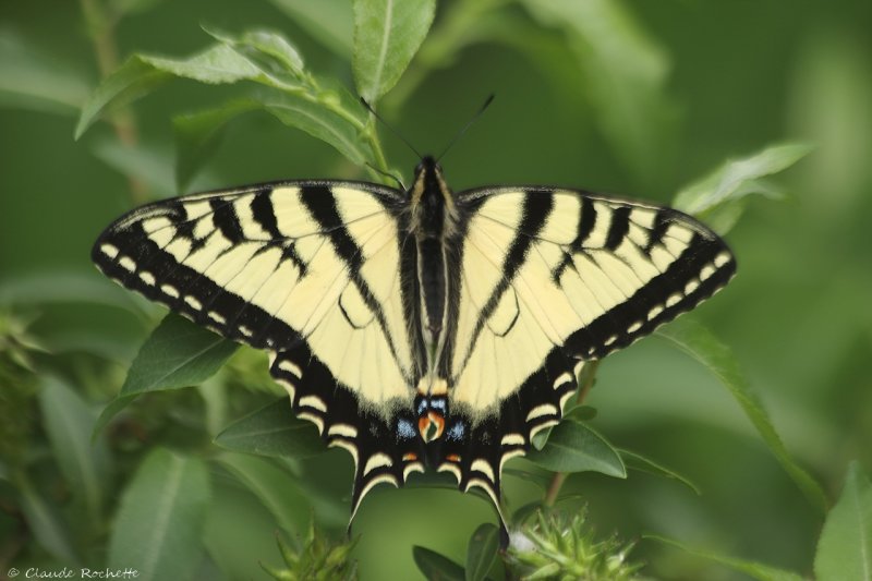 Papillon tigré du Canada / Canadian Tiger Swallowtail