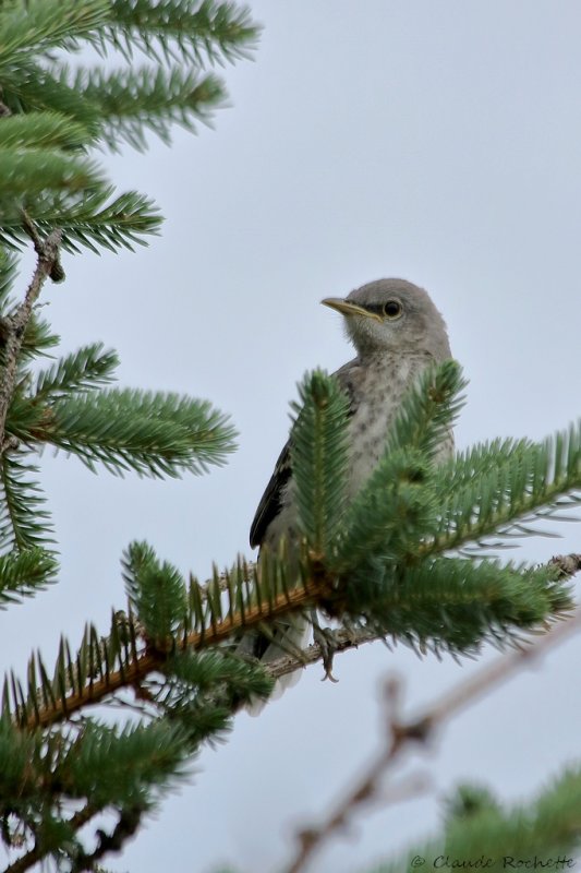 Moqueur polyglotte / Northern Mockingbird