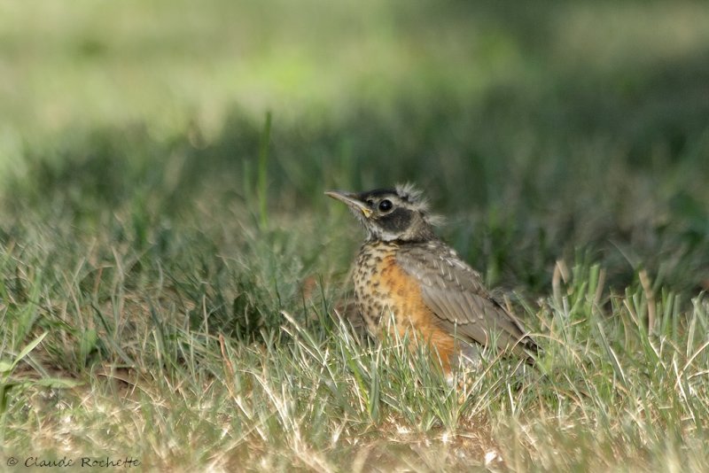 Merle d'Amrique / American Robin