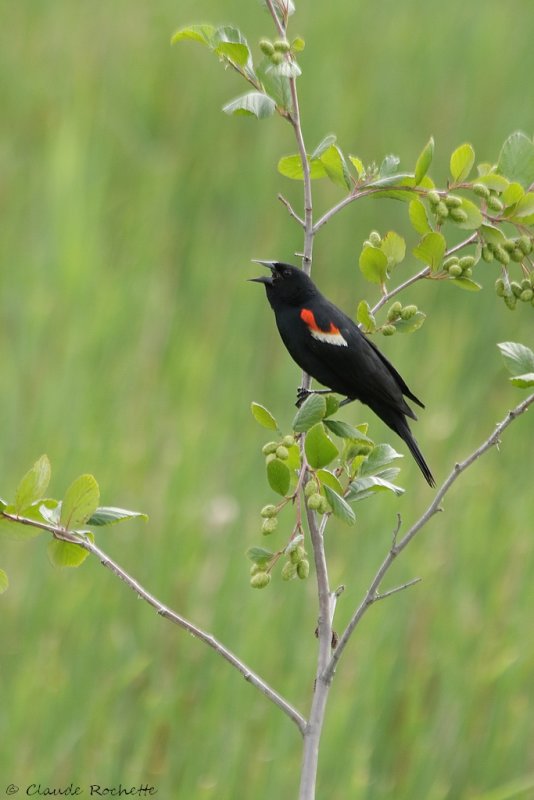 Carouge  paulette / Red-winged Blackbird