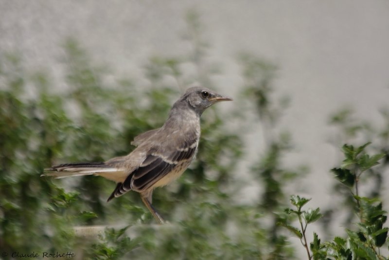 Moqueur polyglotte / Northern Mockingbird