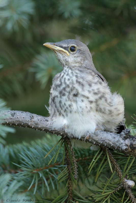 Moqueur polyglotte / Northern Mockingbird