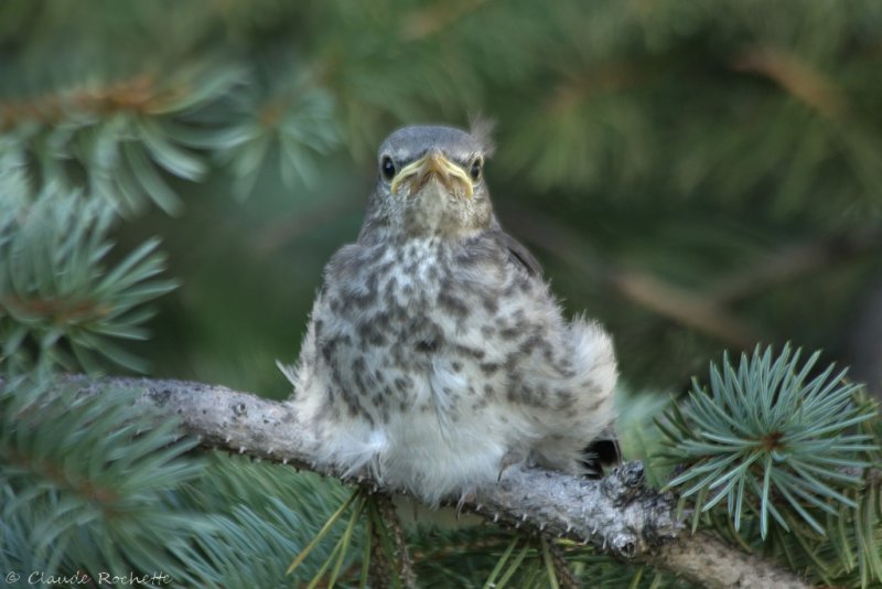 Moqueur polyglotte / Northern Mockingbird