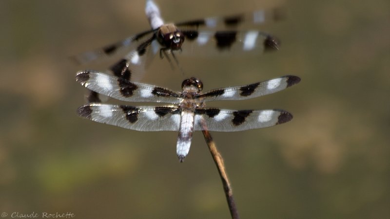 Libellule gracieuse / Twelve-spotted Skimmer