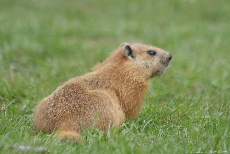 Marmotte / Marmot