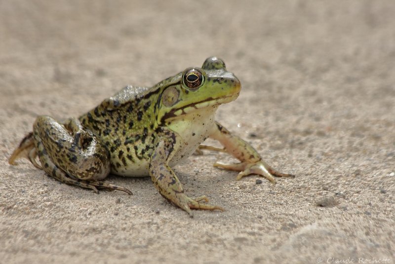Grenouille verte / Green Frog