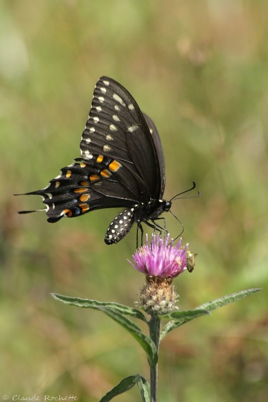 Papillon du céleri / Black Swallowtail