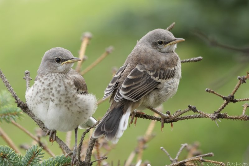 Moqueur polyglotte / Northern Mockingbird