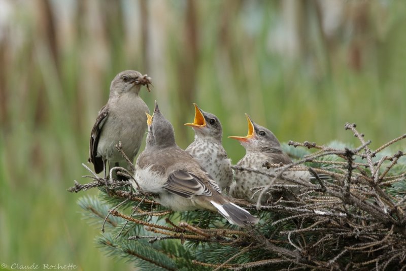 Moqueur polyglotte / Northern Mockingbird