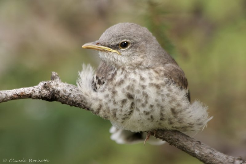 Moqueur polyglotte / Northern Mockingbird