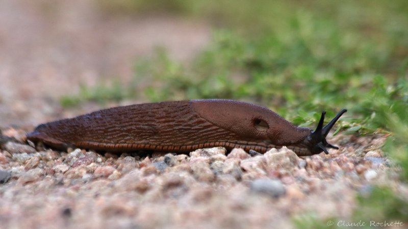 Grande loche / Red slug