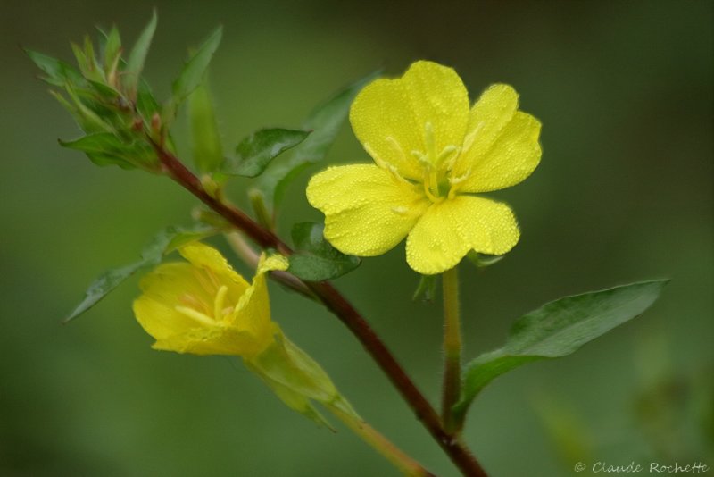 Onagre parviflore / Small-flowered Evening Primrose