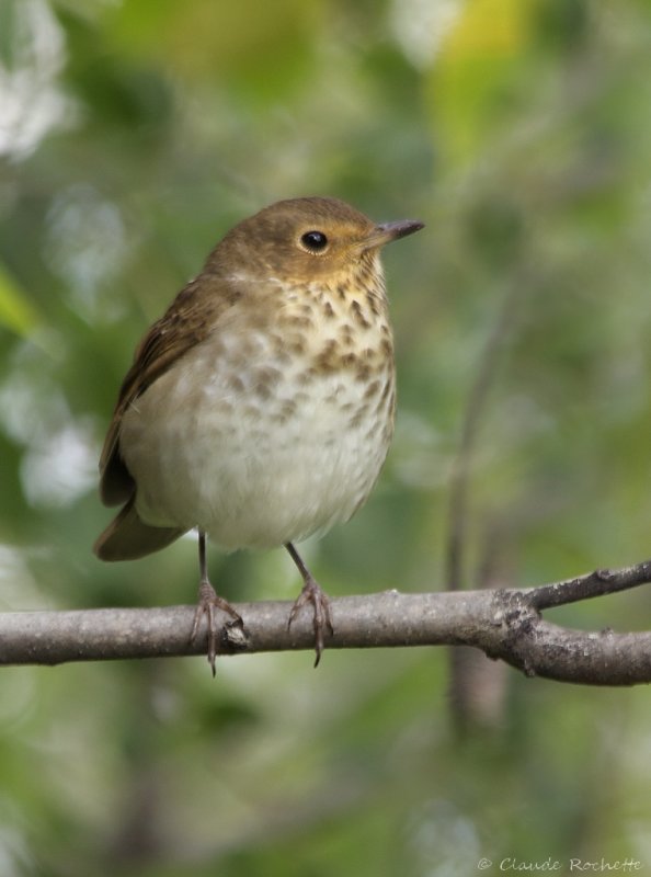 Grive  dos olive / Swainson's Thrush