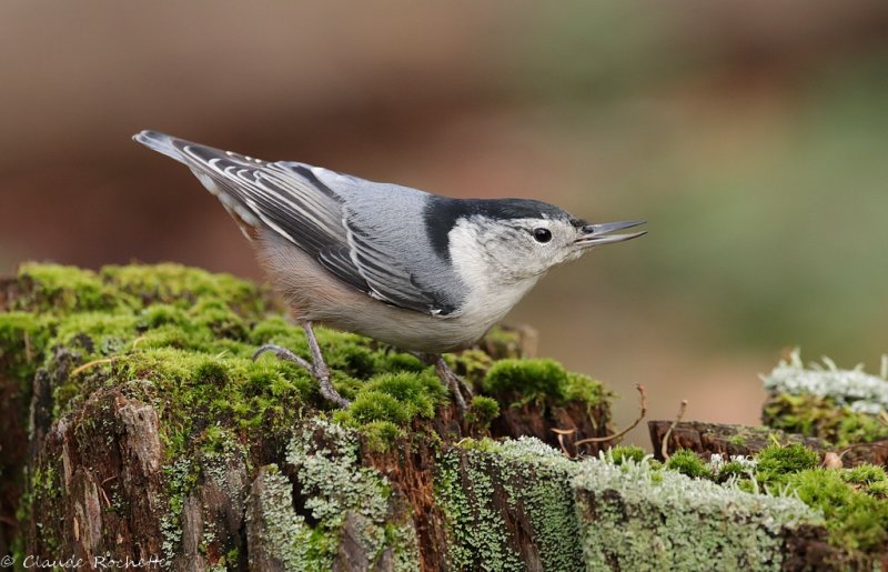 Sittelle à poitrine blanche / White-breasted Nuthatch