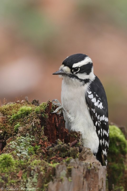 Pic mineur / Downy Woodpecker