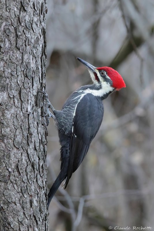 Grand pic / Pileated Woodpecker