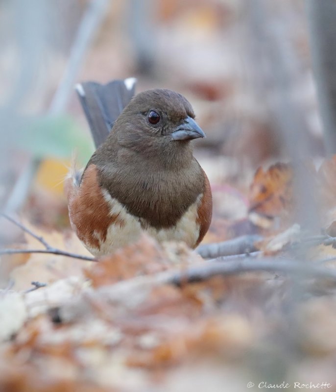 Tohi  flanc roux / Eastern Towhee