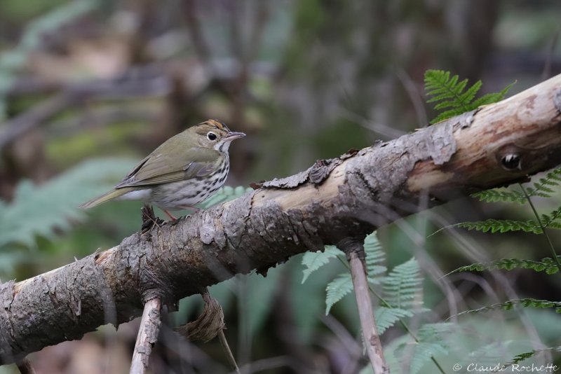 Paruline couronnée / Ovenbird