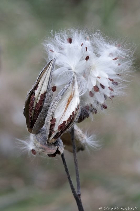 Asclépiade commune / Common Milkweed