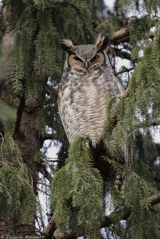 Grand duc d'Amérique/ Great Horned Owl