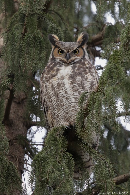 Grand duc d'Amérique/ Great Horned Owl