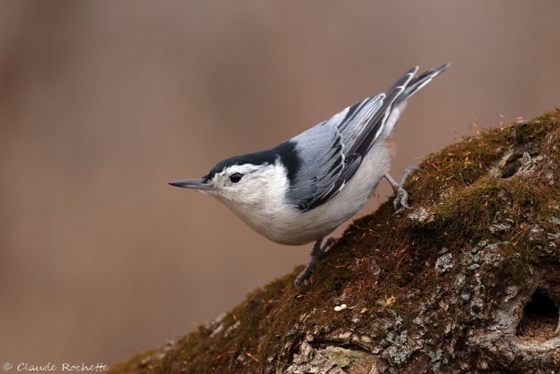 Sittelle à poitrine blanche / White-breasted Nuthatch