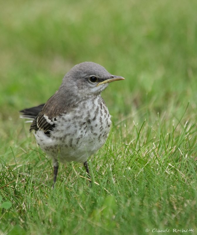 Moqueur polyglotte / Northern Mockingbird