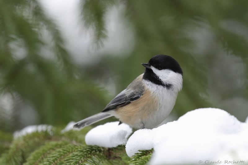 Msange  tte noire / Black-capped Chickadee