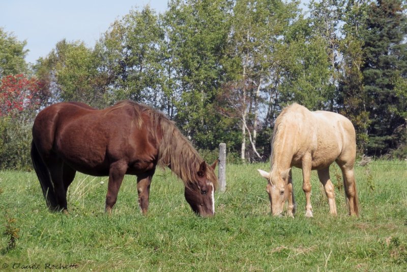 Chevaux / Horses