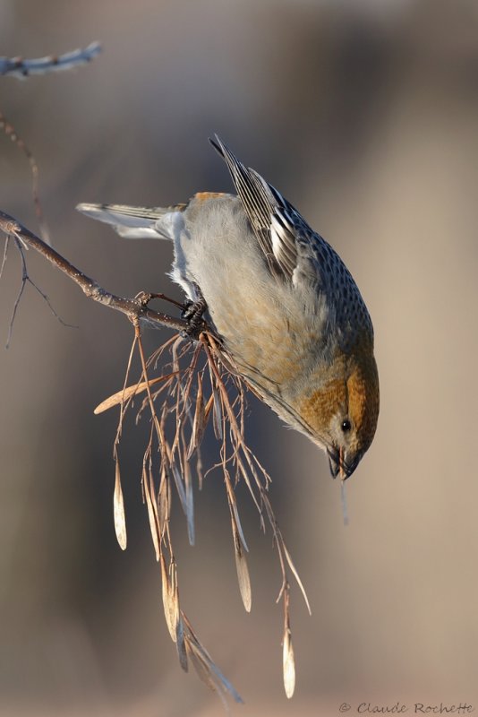 Durbec des sapins / Pine Grosbeak