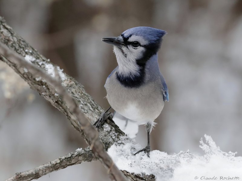 Geai bleu / Blue Jay