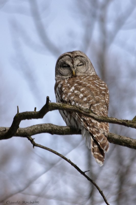 Chouette rayée / Barred Owl