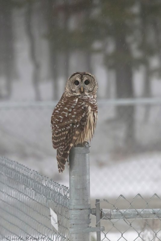 Chouette rayée / Barred Owl